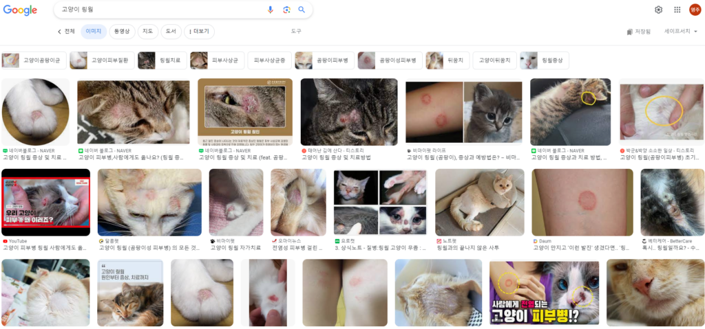 고양이 링웜